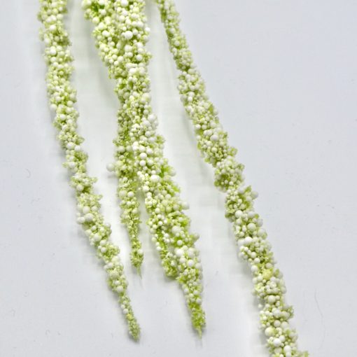 Amaranthus stem
