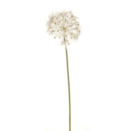 Dandelion clock stem