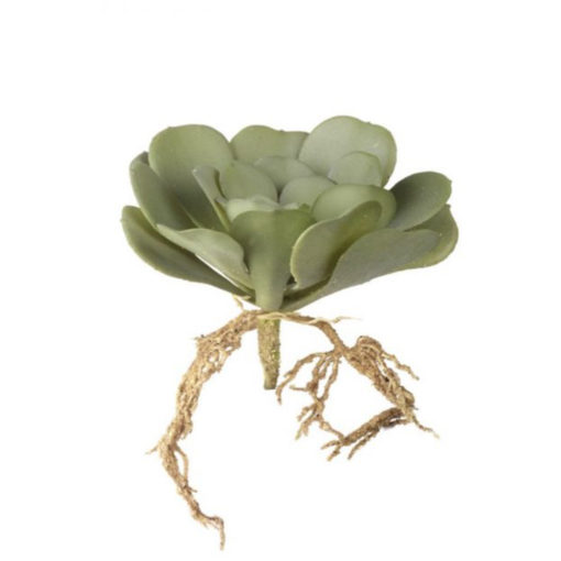 Lotus with roots