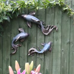 Alternative view of Koi carp