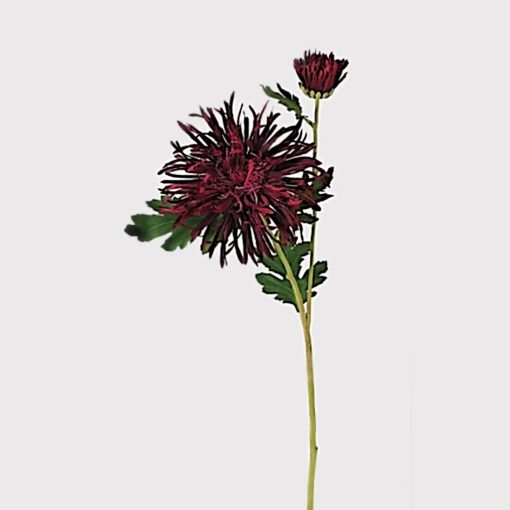 Crimson chrysanthemum