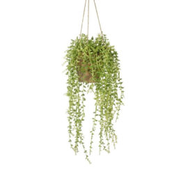 Hanging potted plant