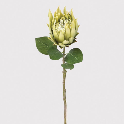 Green protea stem