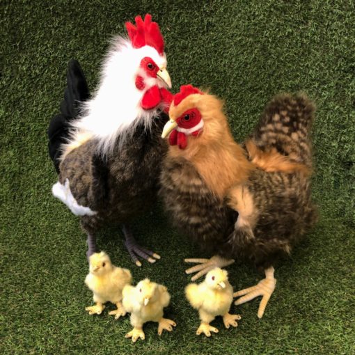 Chicken family
