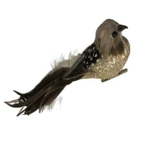 Longtailed dotty feathered bird