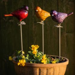 Alternative view of Tweet bird