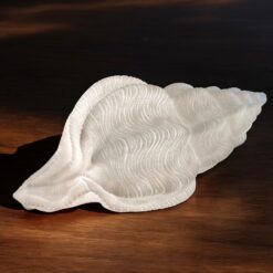Shell conch lamp