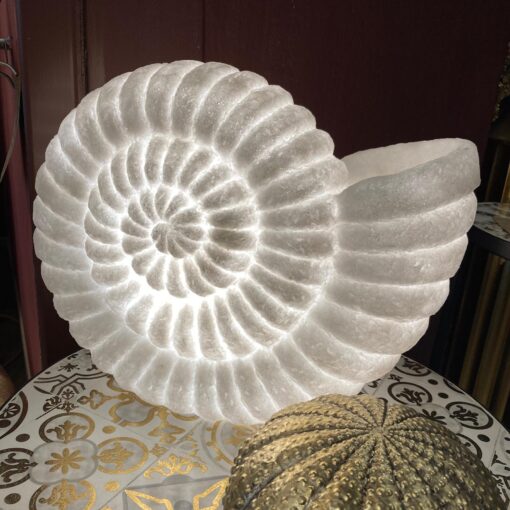 Shell ammonite lamp